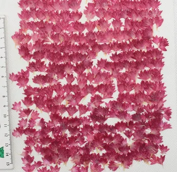 100 бр. Пресовани Сушени Centaurea Cyanus L. Цветни Растения Хербарий За Бижута Калъф За Телефон iPhone Рамка Аксесоари За Извършване на Отметки